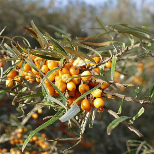 Common Sea Buckthorn