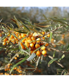 Common Sea Buckthorn