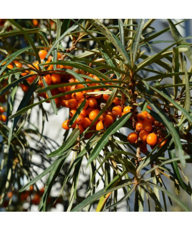 Common Sea Buckthorn