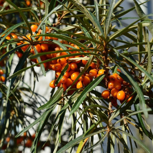 Common Sea Buckthorn