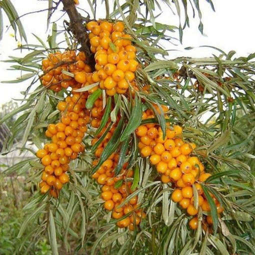 Common Sea Buckthorn