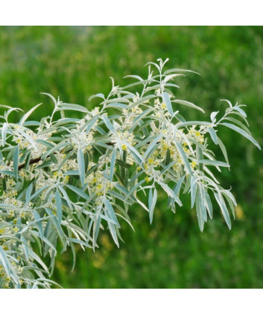 Sea buckthorn (narrow-leaved) / female plant