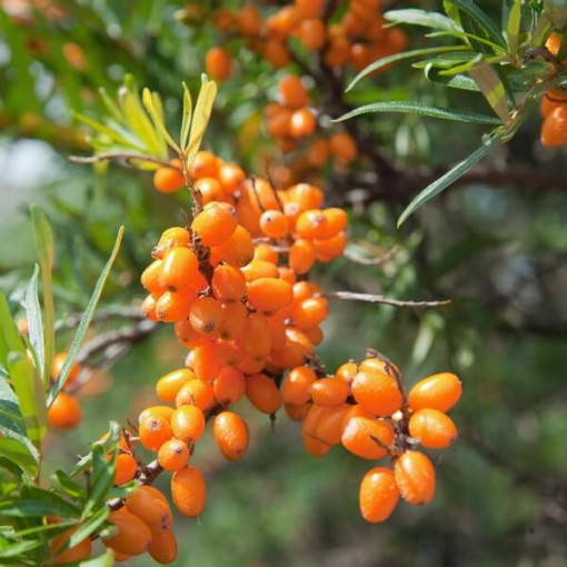 Sea buckthorn (narrow-leaved) / female plant