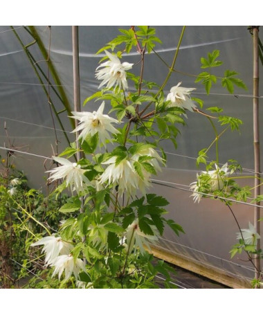 Clematis Albina Plena (botanical) FULL pot, 4L