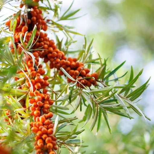 Sea buckthorn (narrow-leaved) / female plant