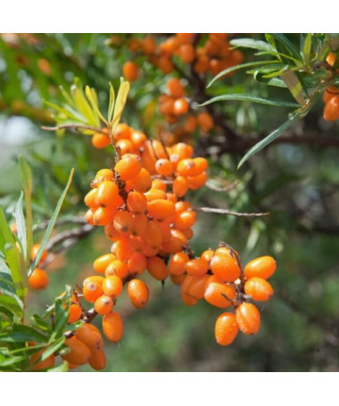 Narrow-leaved Sea Buckthorn / male plant