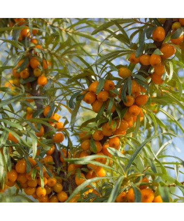 Narrow-leaved Sea Buckthorn / male plant