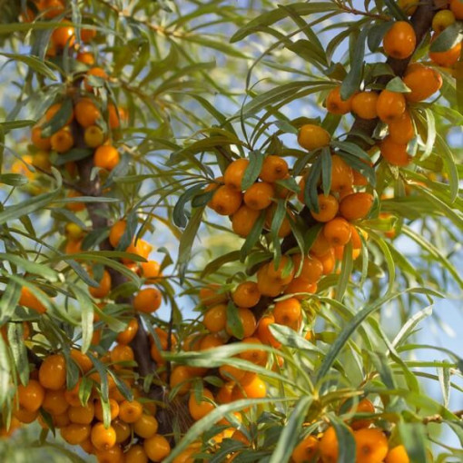 Narrow-leaved Sea Buckthorn / male plant