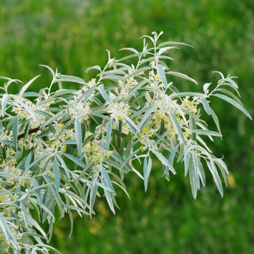 Narrow-leaved Sea Buckthorn / male plant