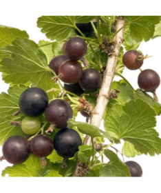 Jostaberry (Ribes x nidigrolaria)