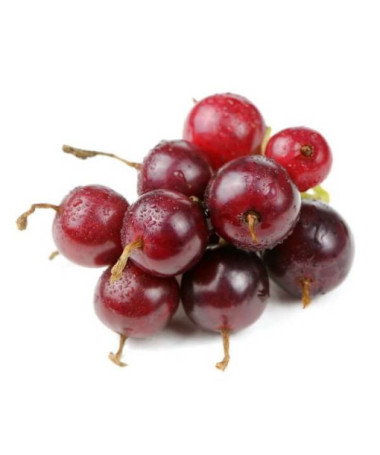 Jostaberry (Ribes x nidigrolaria)