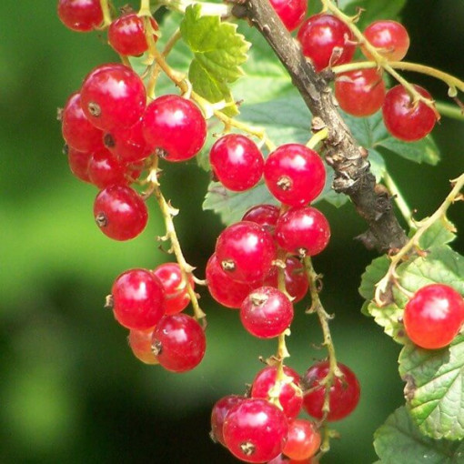 Red Currant 'Jonkheer van Tets'