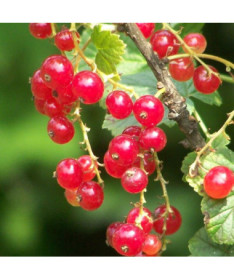 Red Currant 'Jonkheer van Tets'