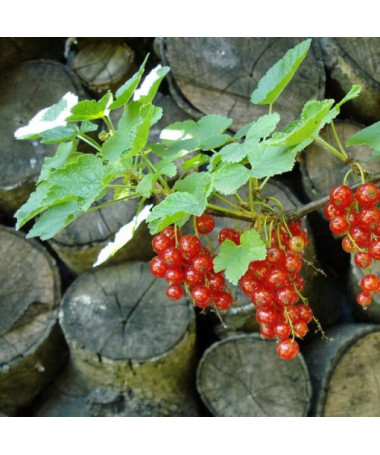 Red Currant 'Jonkheer van Tets'