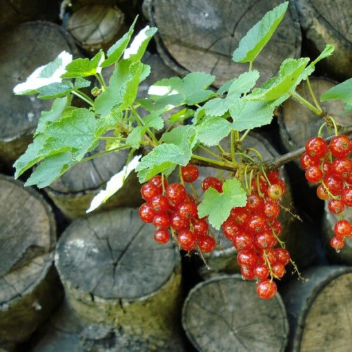 Red Currant 'Jonkheer van Tets'