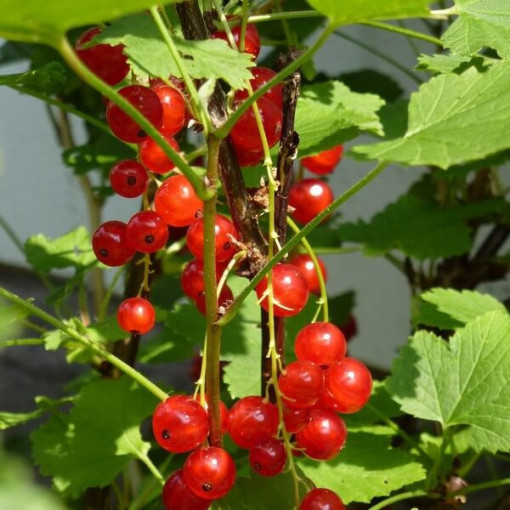 Red Currant 'Jonkheer van Tets'