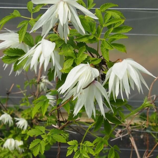 Clematis Albina Plena (botanical) FULL pot, 4L