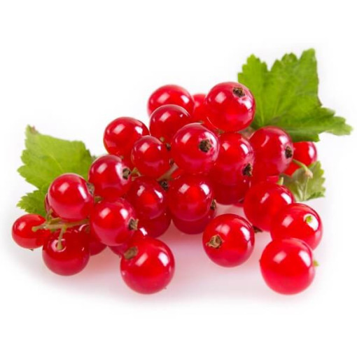 Red Currant 'Jonkheer van Tets'
