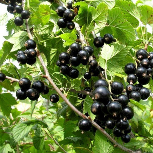 Black Currant 'Titania'