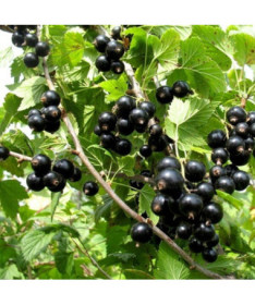 Black Currant 'Titania'