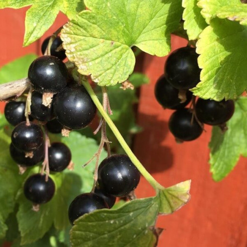Black Currant 'Titania'