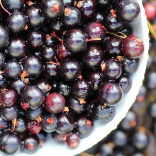 Black Currant 'Titania'