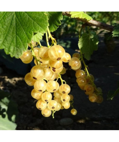 White Currant from 'Jüterbog'