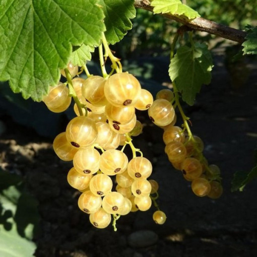 White Currant from 'Jüterbog'