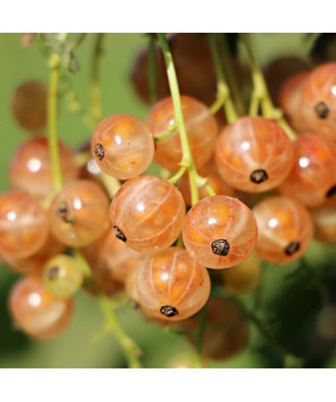 White Currant from 'Jüterbog'