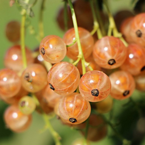 White Currant from 'Jüterbog'