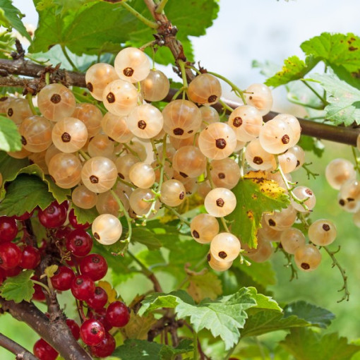 White Currant from 'Jüterbog'