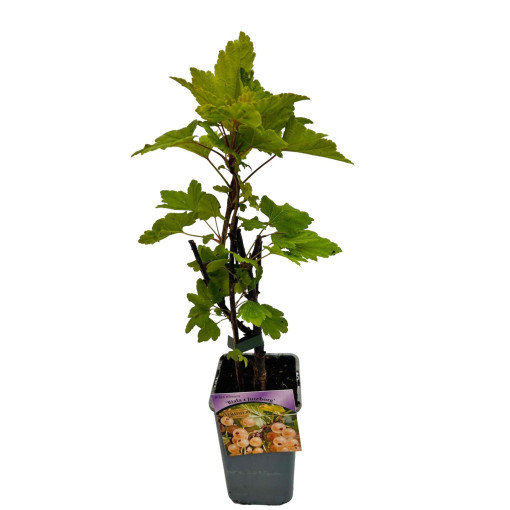 White Currant from 'Jüterbog'