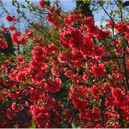Japanese Quince 'Sargentii'