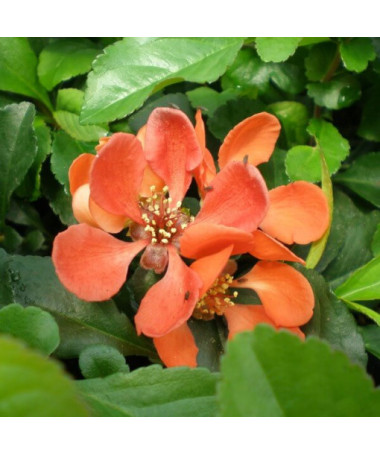 Japanese Quince 'Sargentii'