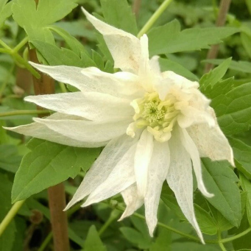 Clematis Albina Plena (botanical) FULL pot, 4L