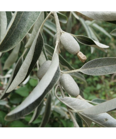 Narrow-leaved Oleaster