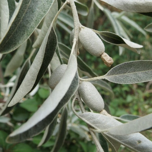 Narrow-leaved Oleaster