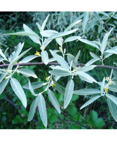 Narrow-leaved Oleaster