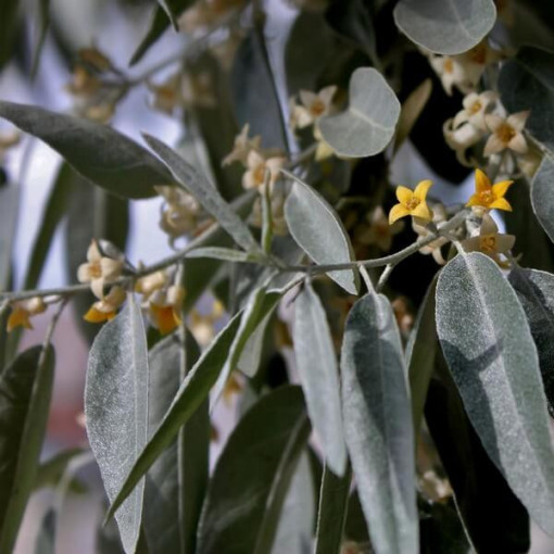 Narrow-leaved Oleaster