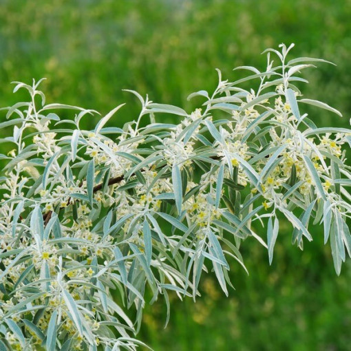 Narrow-leaved Oleaster