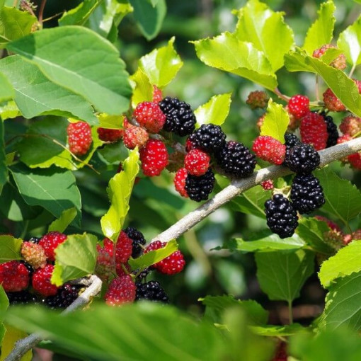Black Mulberry
