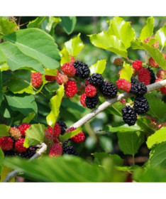 Black Mulberry