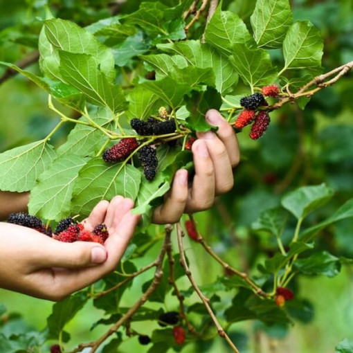 Black Mulberry