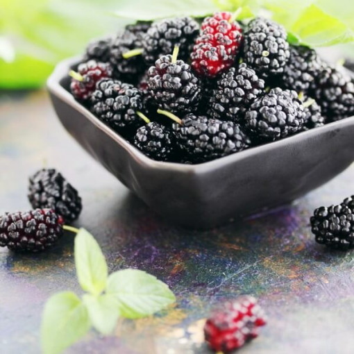 Black Mulberry