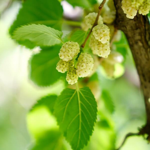 White Mulberry