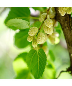 White Mulberry