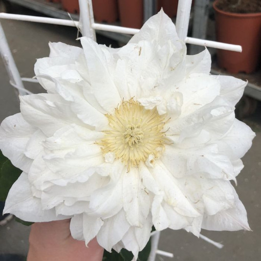 Clematis 'Isago' cont. 4L