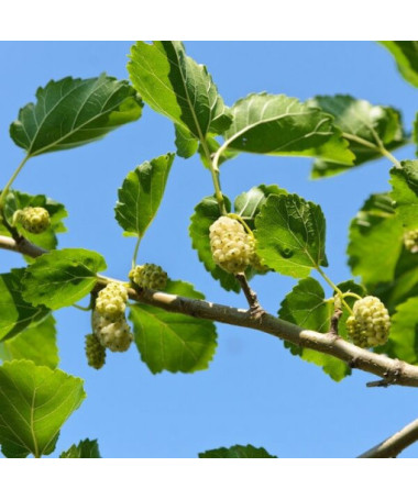 White Mulberry