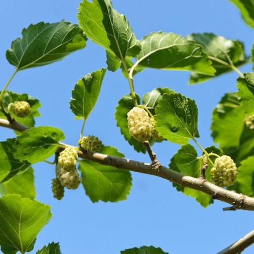 White Mulberry