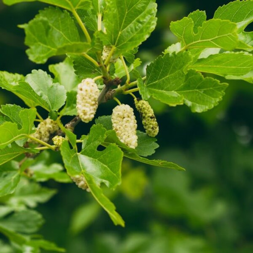 White Mulberry